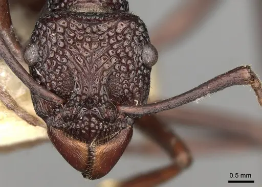 Rhytidoponera foveolata specimen