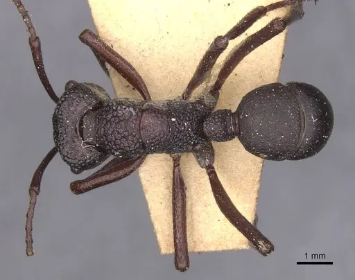 Rhytidoponera foveolata - CASENT0915136