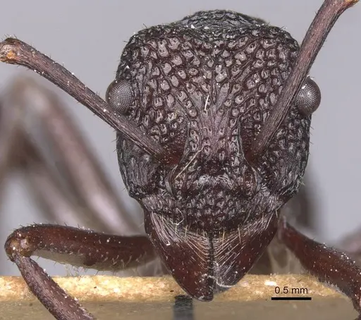 Rhytidoponera foveolata - CASENT0915136