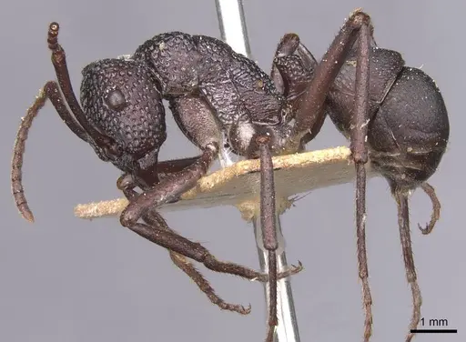 Rhytidoponera foveolata - CASENT0915136