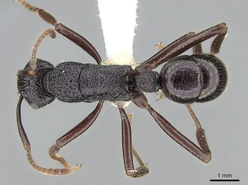Rhytidoponera fulgens specimen