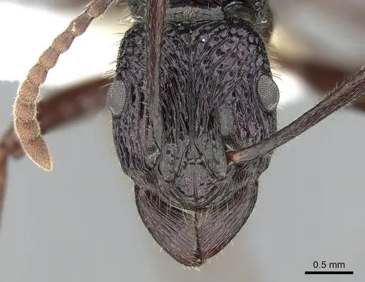 Rhytidoponera fulgens specimen