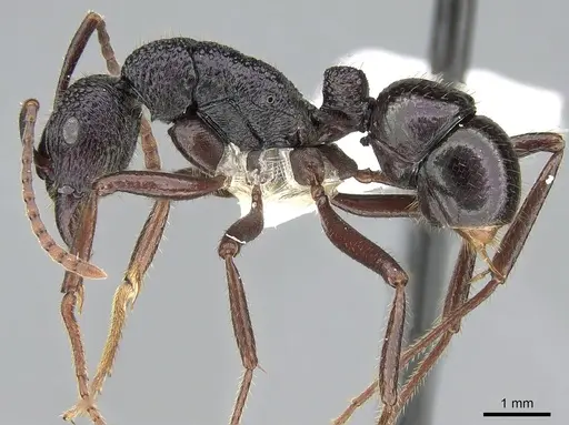 Rhytidoponera fulgens specimen