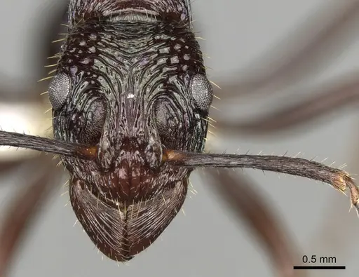 Rhytidoponera fulgens - CASENT0281830