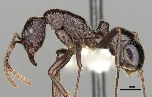 Rhytidoponera fulgens - CASENT0281830