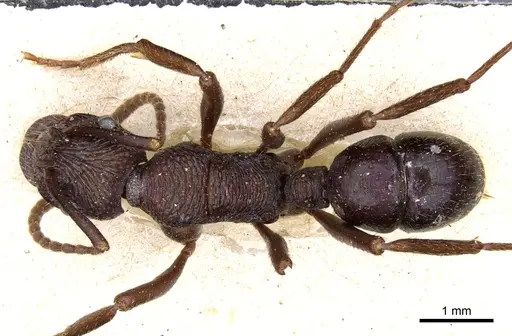 Rhytidoponera fulgens - CASENT0903821