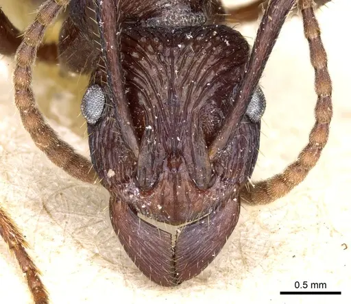 Rhytidoponera fulgens - CASENT0903821