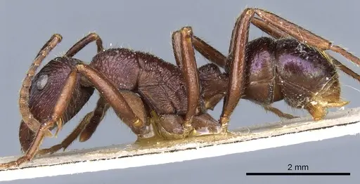 Rhytidoponera fulgens - CASENT0903821