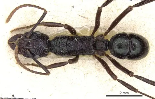 Rhytidoponera fulgens - CASENT0903824