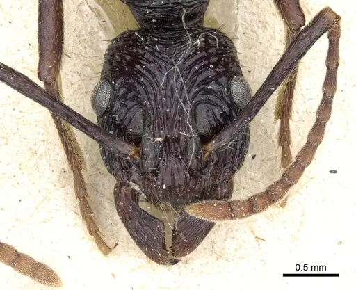 Rhytidoponera fulgens - CASENT0903824