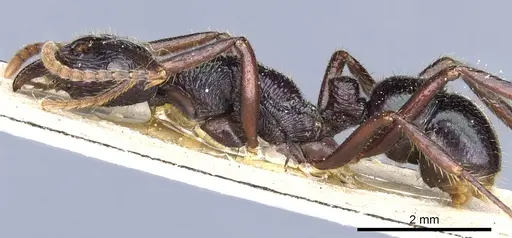 Rhytidoponera fulgens - CASENT0903824