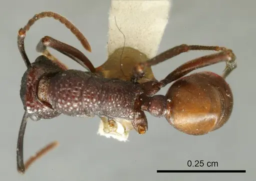 Rhytidoponera fuliginosa specimen