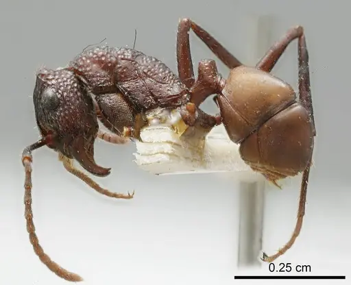 Rhytidoponera fuliginosa specimen