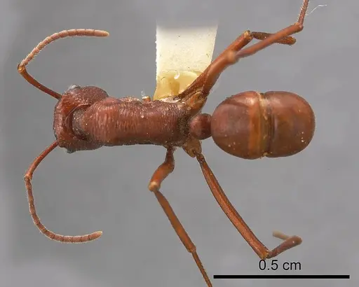 Rhytidoponera greavesi specimen