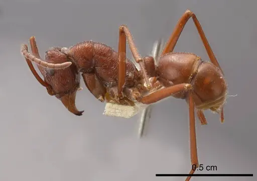 Rhytidoponera greavesi specimen