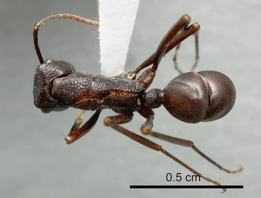 Rhytidoponera gregoryi specimen