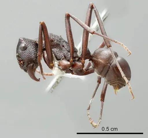 Rhytidoponera gregoryi specimen