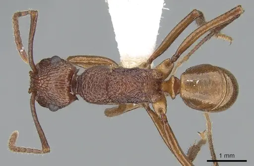 Rhytidoponera haeckeli specimen