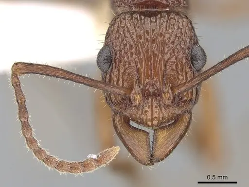 Rhytidoponera haeckeli specimen