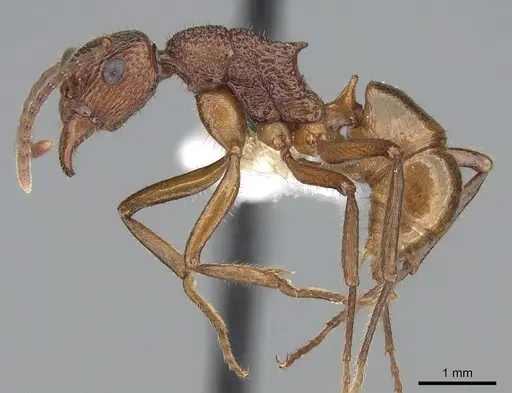 Rhytidoponera haeckeli specimen