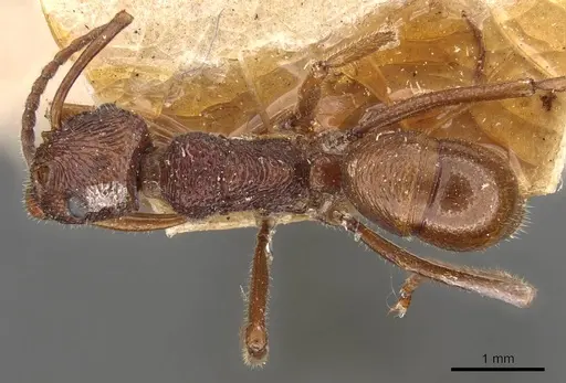 Rhytidoponera haeckeli - CASENT0907155