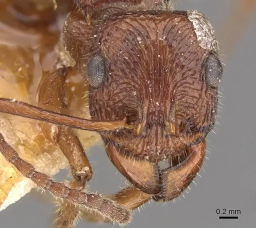 Rhytidoponera haeckeli - CASENT0907155