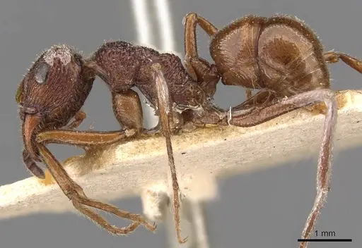 Rhytidoponera haeckeli - CASENT0907155