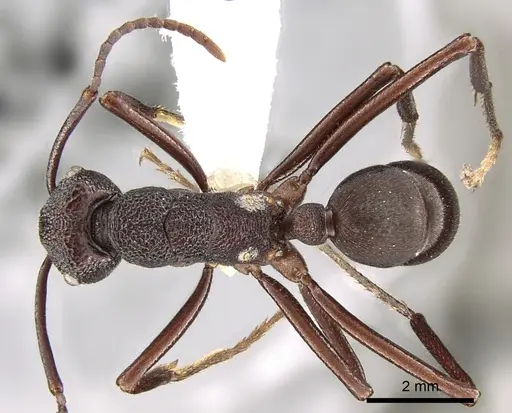 Rhytidoponera hanieli specimen