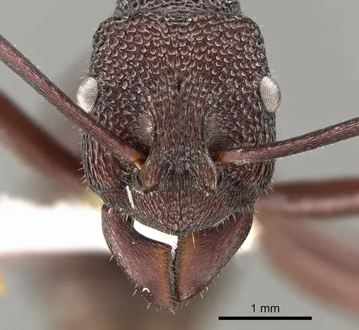 Rhytidoponera hanieli specimen