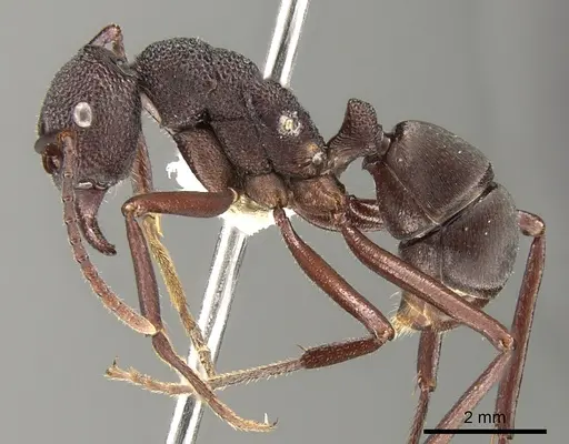 Rhytidoponera hanieli specimen