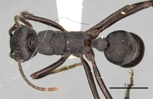 Rhytidoponera hanieli - CASENT0281836