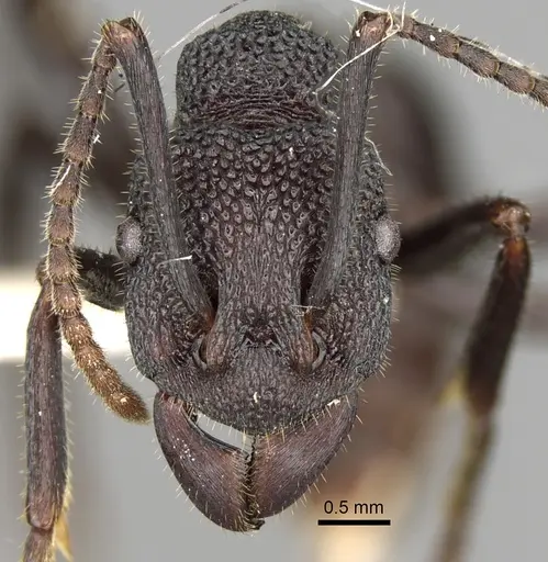 Rhytidoponera hanieli - CASENT0281836