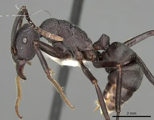 Rhytidoponera hanieli - CASENT0281836