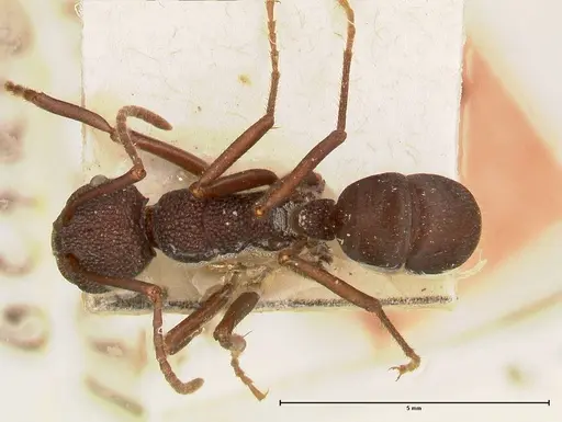 Rhytidoponera hanieli - FOCOL0580