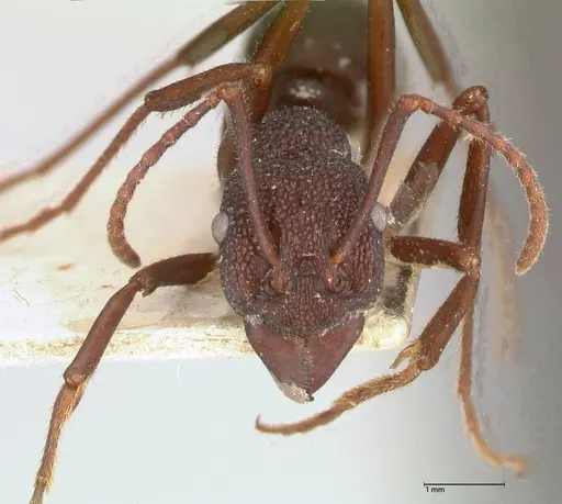 Rhytidoponera hanieli - FOCOL0580