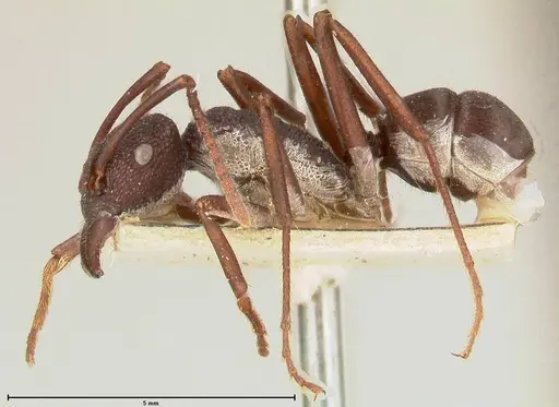 Rhytidoponera hanieli - FOCOL0580