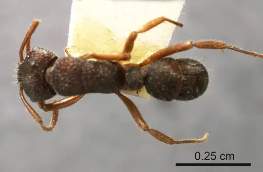 Rhytidoponera hilli specimen