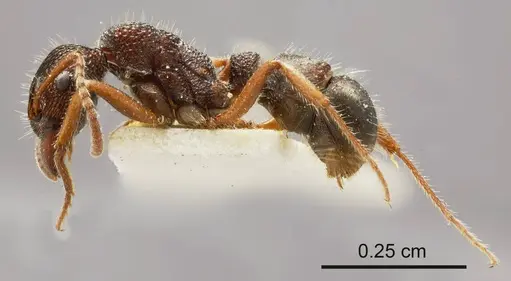 Rhytidoponera hilli specimen