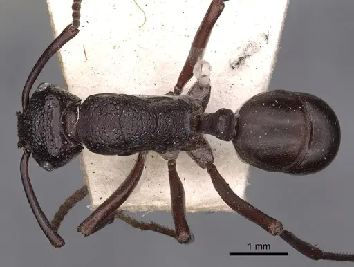 Rhytidoponera hilli - CASENT0900521