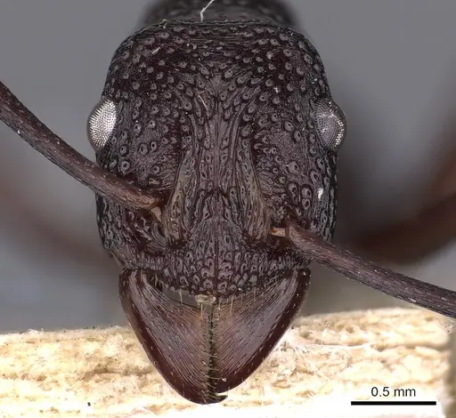 Rhytidoponera hilli - CASENT0900521