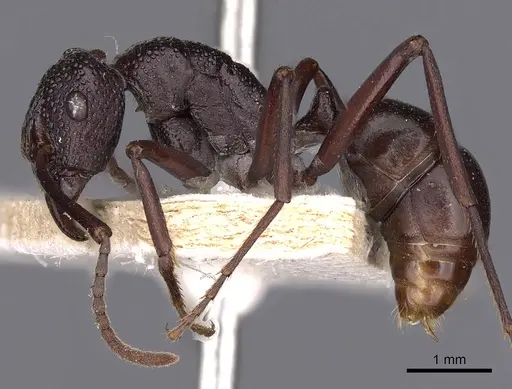 Rhytidoponera hilli - CASENT0900521