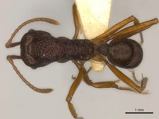 Rhytidoponera impressa specimen