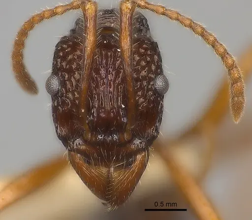 Rhytidoponera impressa specimen