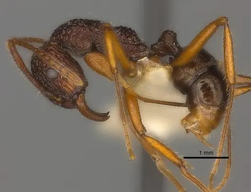 Rhytidoponera impressa specimen