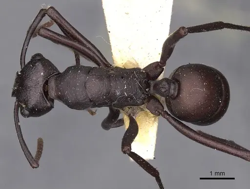 Rhytidoponera incisa specimen