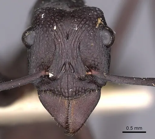 Rhytidoponera incisa specimen