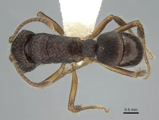 Rhytidoponera inops specimen