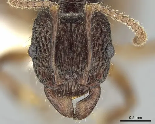 Rhytidoponera inops specimen