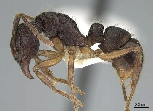 Rhytidoponera inops specimen