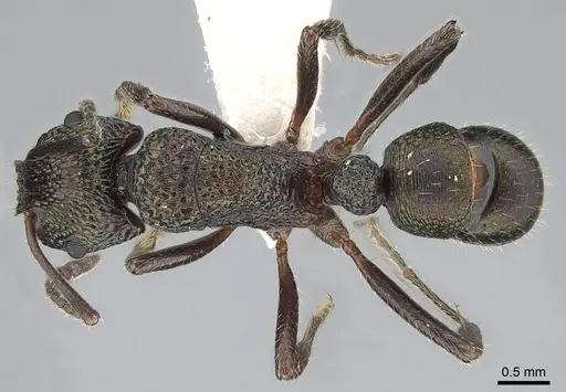 Rhytidoponera inornata specimen